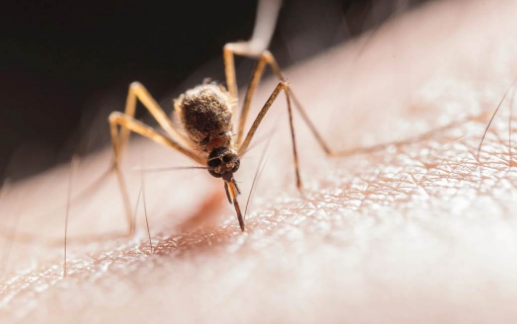 Monsoon Mosquitoes: Do Mosquitoes Bite You Too? The reason revealed in new research…