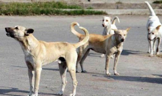 Bangalore will soon be free from street dogs, plans to bring it to the shelter;
